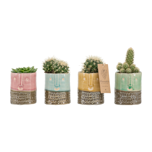 Leuke Cactus facepots Femlie Cadeaushop